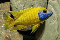 a blue and yellow fish is swimming in an aquarium