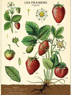 an illustration of strawberries growing in the ground