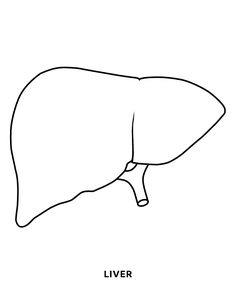 the liver is shown in black and white, as well as an outline of it