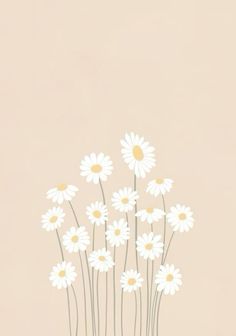 white daisies in a vase on a pink background