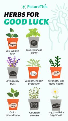 an image of herbs for good luck