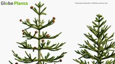 two pine trees with cones on them are shown side by side against a white background