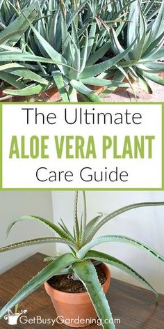 the ultimate aloe vera plant care guide