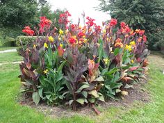 red and yellow flowers growing in the middle of a garden area with green grass, shrubs and trees