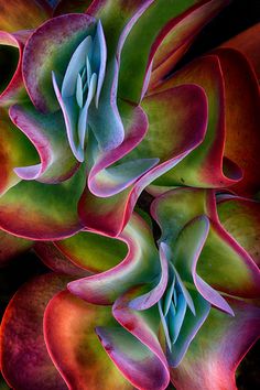 the top view of a colorful flower with many petals