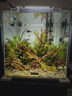 an aquarium filled with lots of plants and rocks