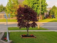 a small tree sitting in the middle of a grass covered yard next to a street