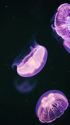 three jellyfish swimming in the dark water