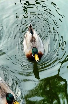 two ducks are swimming in the water together