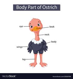 an ostrich labeled in the body parts