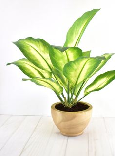 a potted plant with green leaves in it