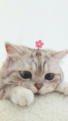 a gray cat with a pink flower on its head is laying down and looking at the camera