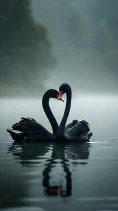 two black swans in the water making a heart shape