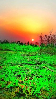 the sun is setting over an open field with green grass and weeds in front of it