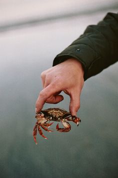 a person holding a crab in their hand