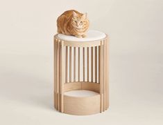 an orange cat is sitting on top of a wooden stand that has a white cushion