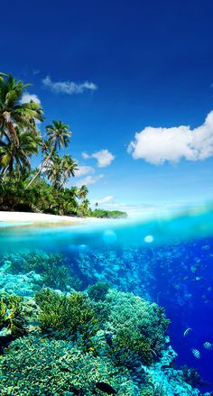 an underwater view of a tropical island with palm trees and corals in the foreground