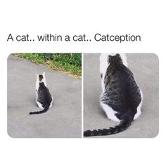 two pictures of a cat sitting on the ground and one is looking up at something