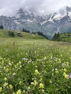 the mountains are covered in snow and green grass, with wildflowers on the foreground