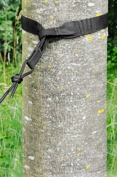 a black strap tied to a tree trunk