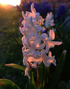 some white flowers are in the grass