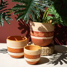 two planters sitting on top of a table next to a large potted plant