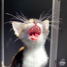 a cat with its mouth open and it's teeth wide open in front of the camera