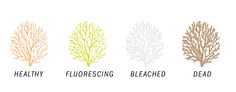 four different types of seaweed with the words healthy, florescing, bleached, dead