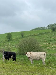 two cows are standing in the grass near a fence on a hill with green hills behind them