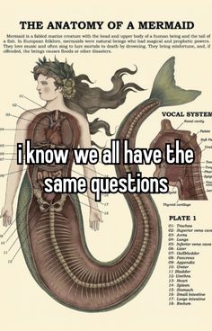 the anatomy of a mermaid i know we all have the same questions