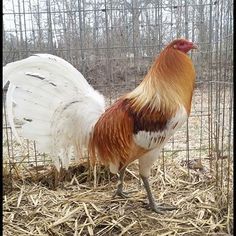 a red and white rooster standing on top of dry grass