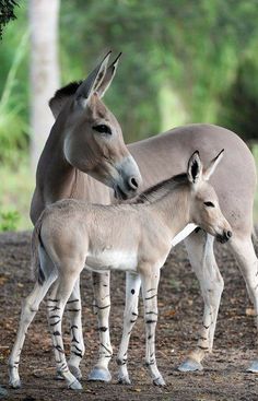 an adult and baby zebra standing next to each other