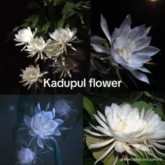 four different types of flowers with the caption kadupul flower in them