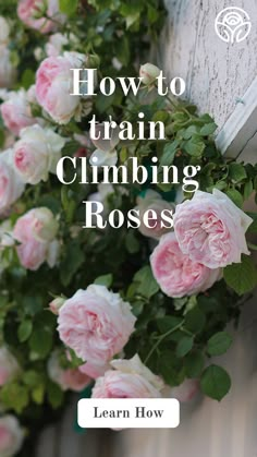 Youtube Tutorial, Climbing Roses, Train roses, How-to, gardening Train Climbing Roses, Purple Climbing Roses, Rose Garden Design, Climbing Rose, Cut Flower Garden, Planting Roses