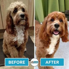 before and after photos of a dog grooming