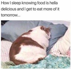 a cat laying on top of a bed next to pillows and pillow covers with the caption, how i sleep knowing food is hella delicious and i get to eat more of it tomorrow