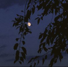 the full moon is seen through some branches