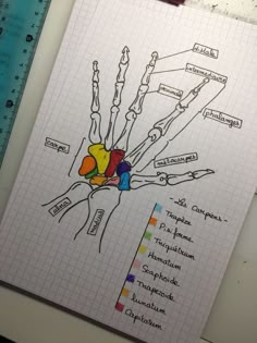 a diagram of the bones and their major functions on a piece of paper with a ruler next to it