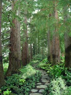 a path in the middle of a forest with lots of trees and plants on either side