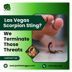 a flyer for the las vegas scorpion sting