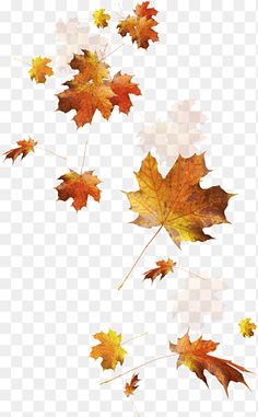 autumn leaves falling from the sky, transparent background png