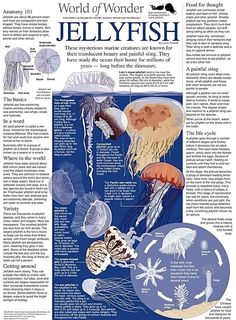 an article in the world of wonder jellyfish, with information about its different types