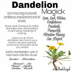 Fairy Plants, Magickal Tips, Dandelion Uses, Dandelion Oil, Dandelion Leaf, Wicca Recipes, Tree Hugging