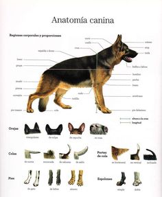 a german shepherd is labeled in the diagram below it's name and features all kinds of dogs