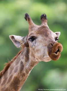 a giraffe with its tongue out and it's head turned to the side