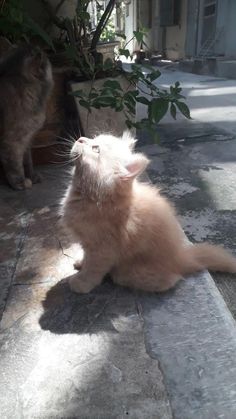 two kittens are sitting on the ground and one is looking up