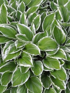 a close up view of a green plant with white and gray leaves on it's head