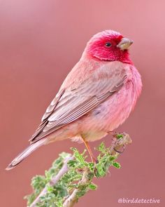 a small bird sitting on top of a tree branch next to a pink wall in the background