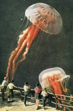 some people are looking at jellyfish in the water and one is flying it's tail