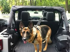 a german shepherd standing in the back of a truck with its tongue hanging out and it's mouth open